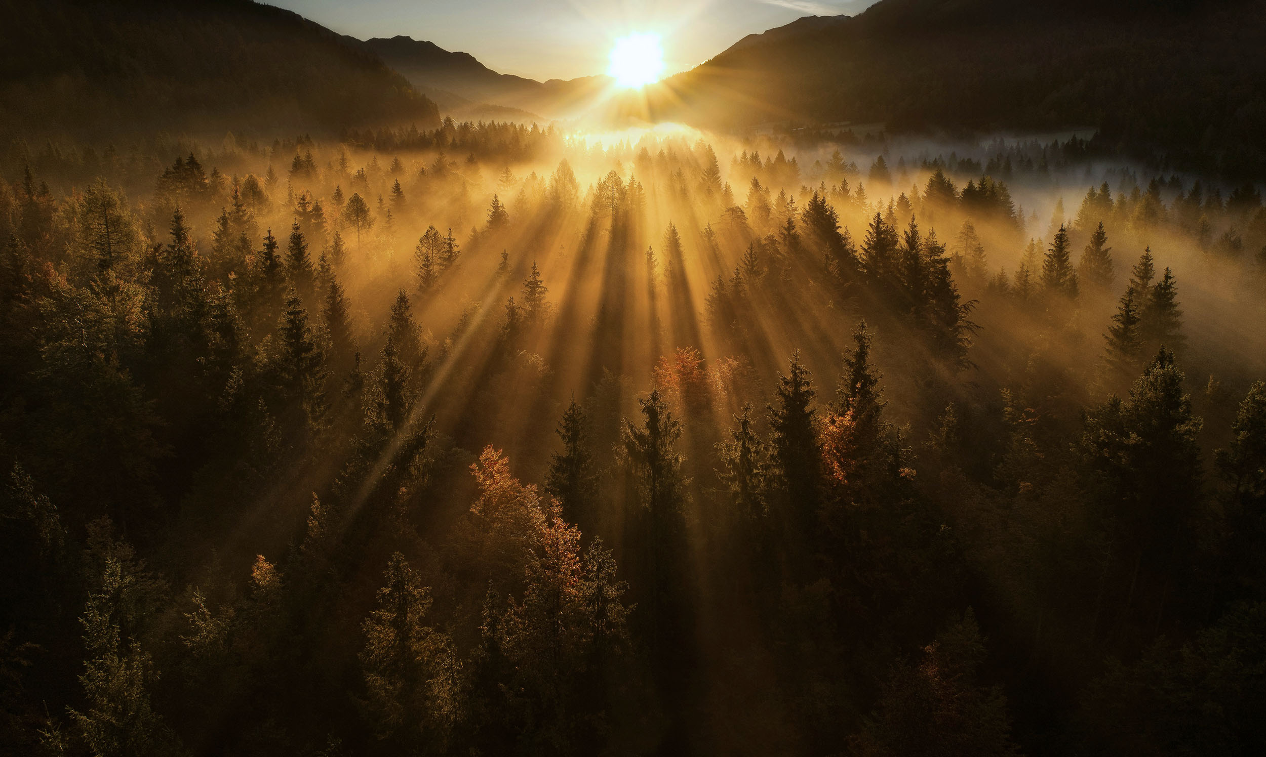 Sunrise Mist Trees PS2500
